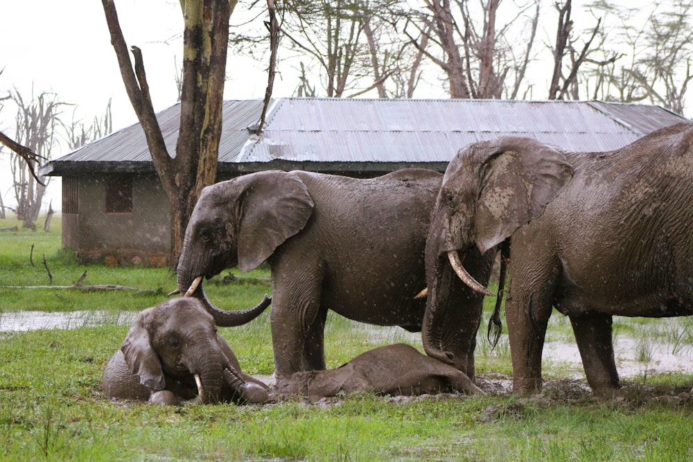 a herd of elephants standing on top of a lush green field