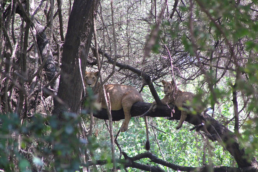 a couple of lions sitting on top of a tree branch