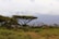 A scenic landscape features snow-capped Mount Kilimanjaro under a cloudy sky in the background. In the foreground, several giraffes wander through a lush savannah filled with acacia trees and dense green vegetation.