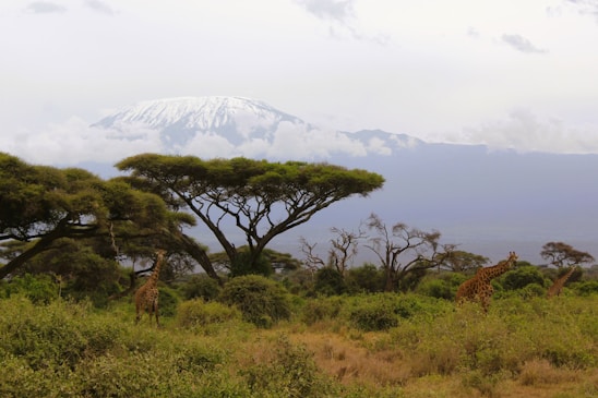 A scenic landscape features snow-capped Mount Kilimanjaro under a cloudy sky in the background. In the foreground, several giraffes wander through a lush savannah filled with acacia trees and dense green vegetation.