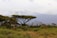 A scenic landscape features snow-capped Mount Kilimanjaro under a cloudy sky in the background. In the foreground, several giraffes wander through a lush savannah filled with acacia trees and dense green vegetation.