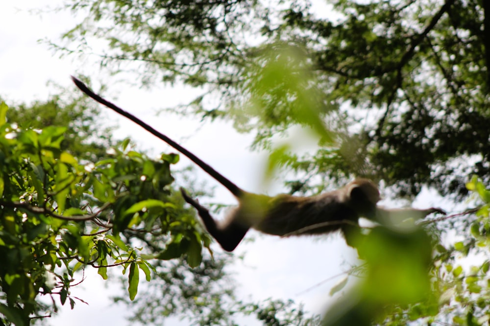 a monkey hanging from a tree branch in a forest