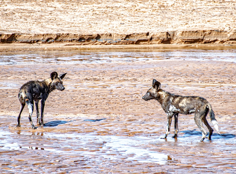 two wild dogs standing in shallow water on a beach