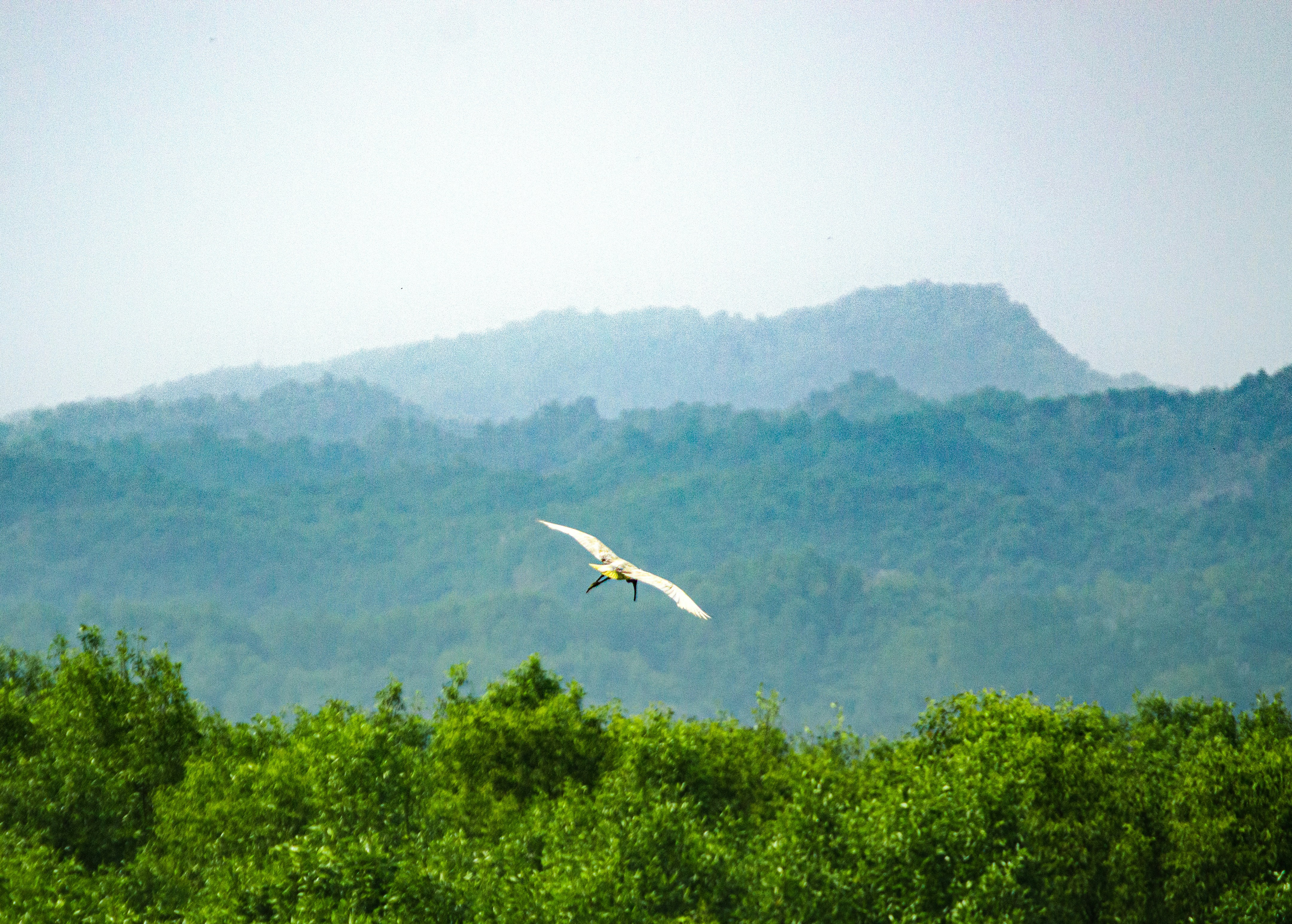 Ground Stance and Pre-Launch Positioning (image credits: unsplash)