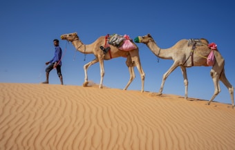 A person walking alongside two camels across a desert sand dune, both camels are carrying colorful bags. The clear blue sky contrasts with the warm hues of the sand.