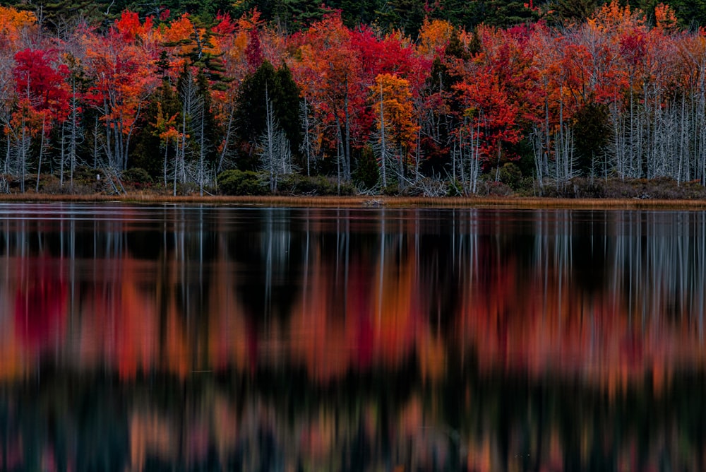 a large body of water surrounded by trees