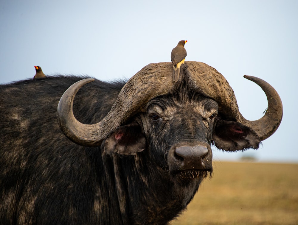 a bird sitting on the back of a buffalo