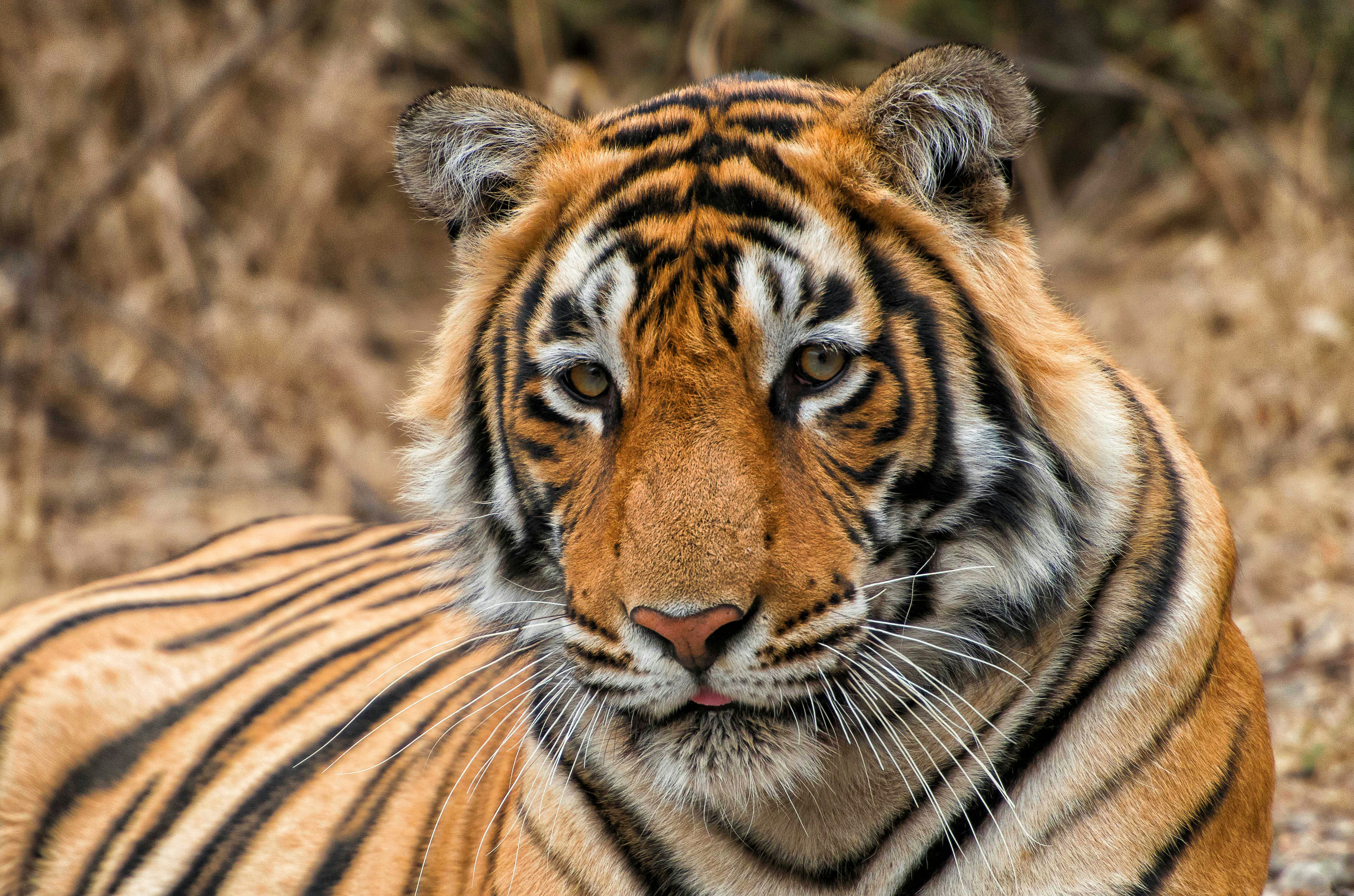 A Bengal Tiger resting in the road at the Ranthambore Tiger Reserve in Rajasthan, India.