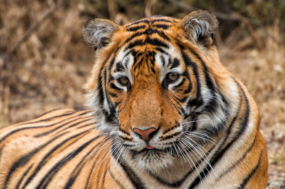 a close up of a tiger laying on the ground