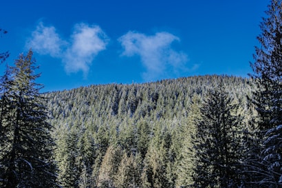 A dense forest of evergreen trees stretches across a hillside under a clear blue sky with a few wispy clouds. The tall, dark green trees stand closely together, creating a lush and natural landscape.