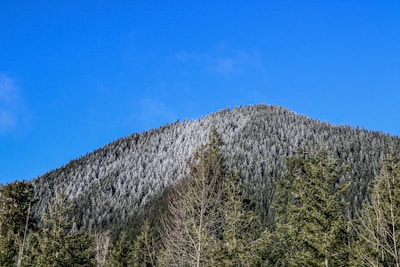 A snow-covered mountain peak rising against a clear blue sky, surrounded by dense evergreen forests. The top of the mountain is dusted with snow, creating a contrasting texture with the rich green of the trees below.