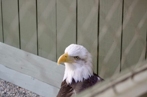 A bald eagle stands against a background of vertical wooden planks. Its white head and fierce yellow eyes are prominent, with brown feathers on its body. The background has a muted green tone, and a wire mesh is faintly visible in the foreground.