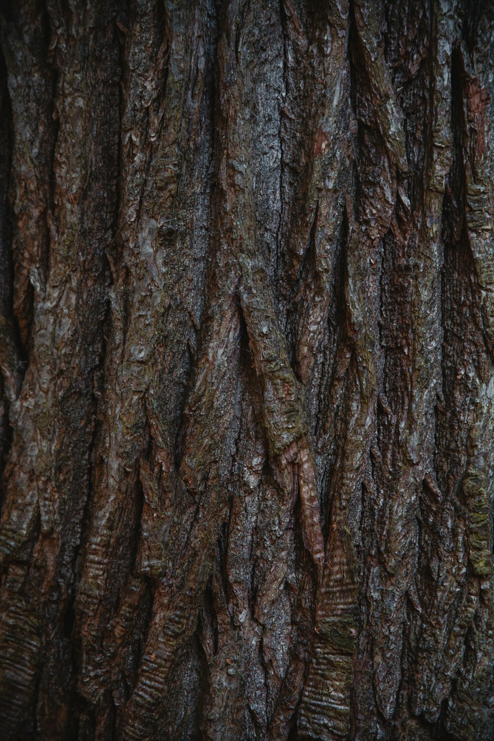 a bird is perched on a tree branch