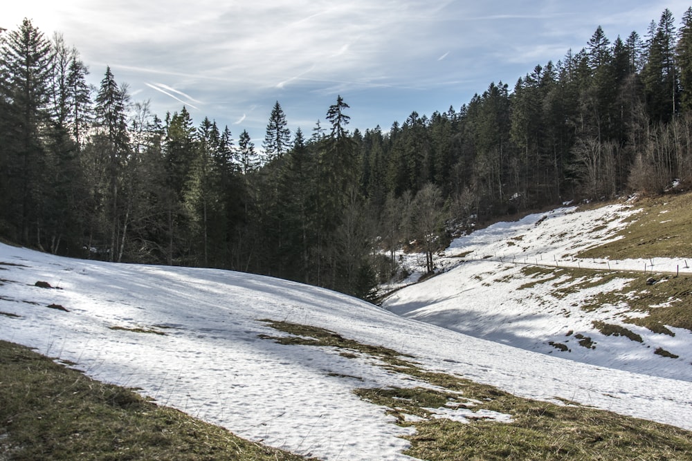 une colline enneigée avec des arbres en arrière-plan