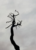 A silhouette of a lone figure standing beneath a twisted, barren tree.