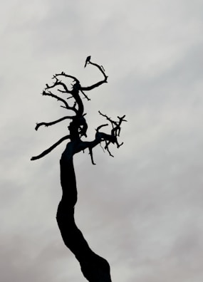 A silhouette of a lone figure standing beneath a twisted, barren tree.