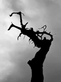A stark black and white photograph of a twisted tree silhouette against a cloudy sky.