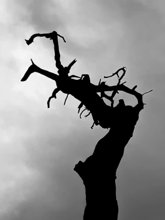 A stark black and white photograph of a twisted tree silhouette against a cloudy sky.