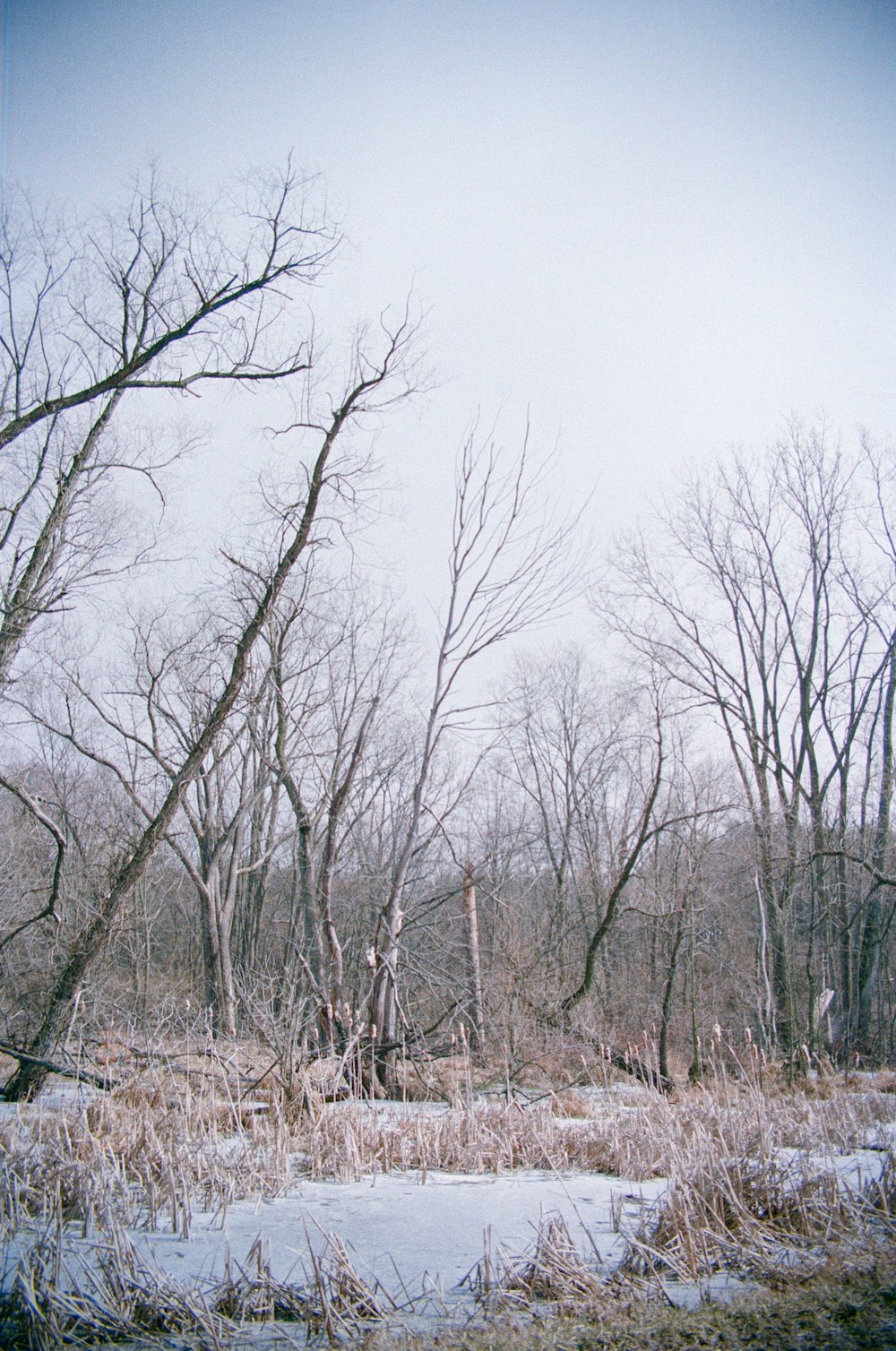 ein schneebedecktes Feld mit Bäumen im Hintergrund