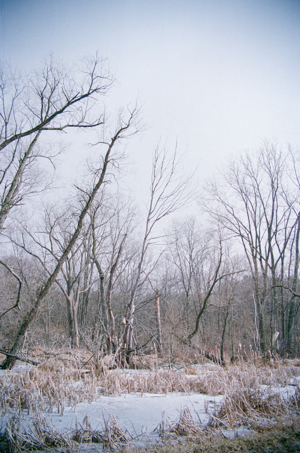 a snow covered field with trees in the background