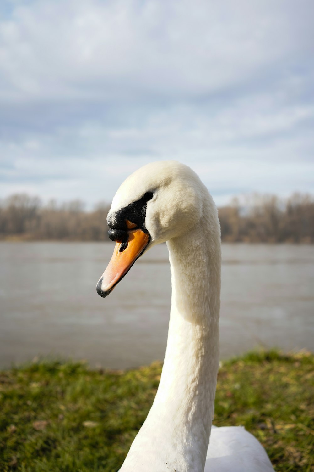 a close up of a white swan near a body of water