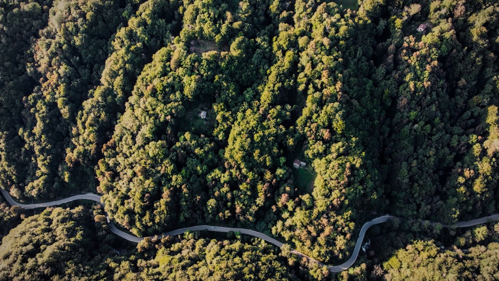 a winding road in the middle of a forest