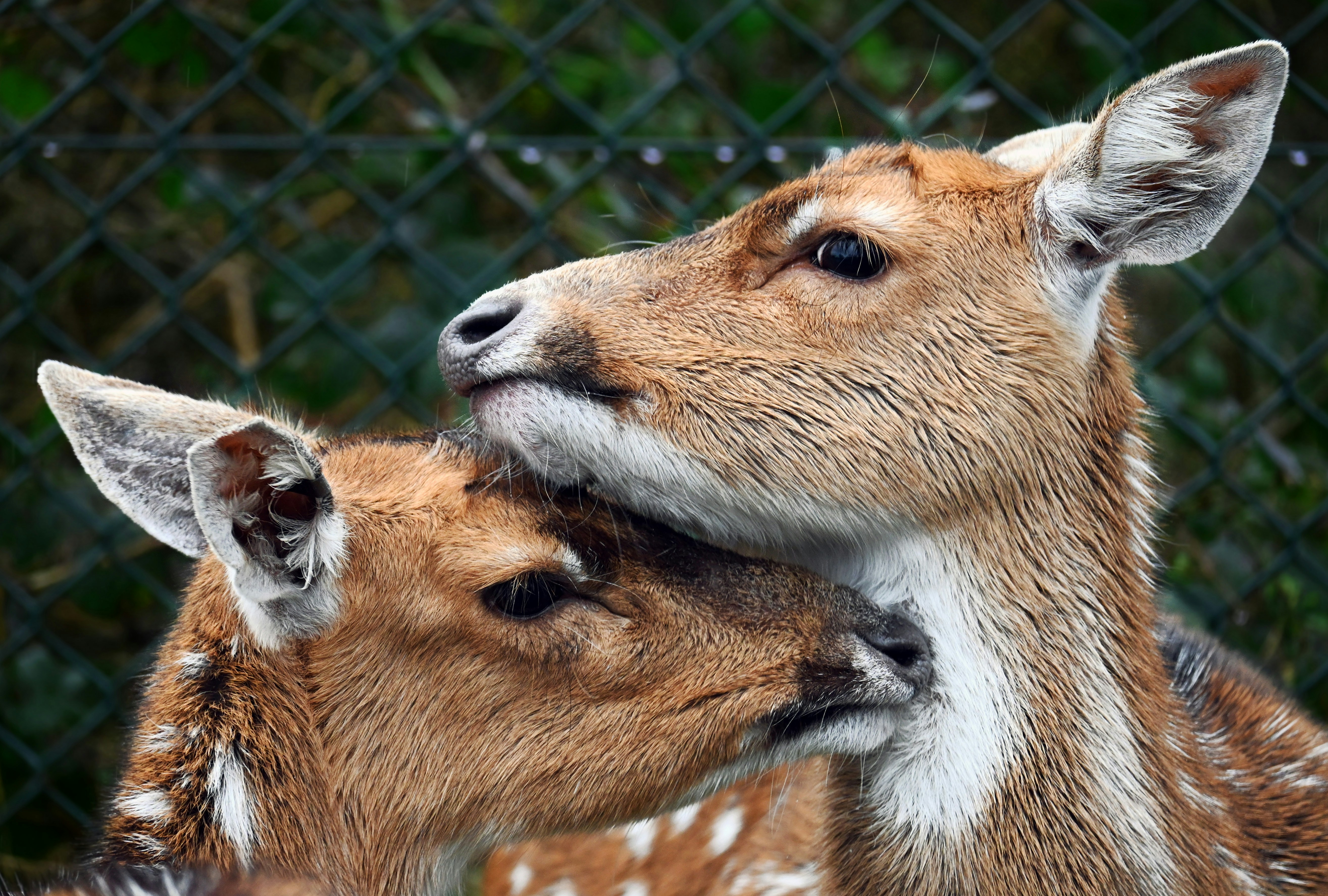 a couple of deer standing next to each other