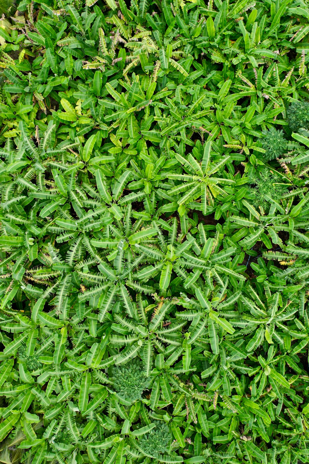 un gros plan d’une plante verte avec beaucoup de feuilles