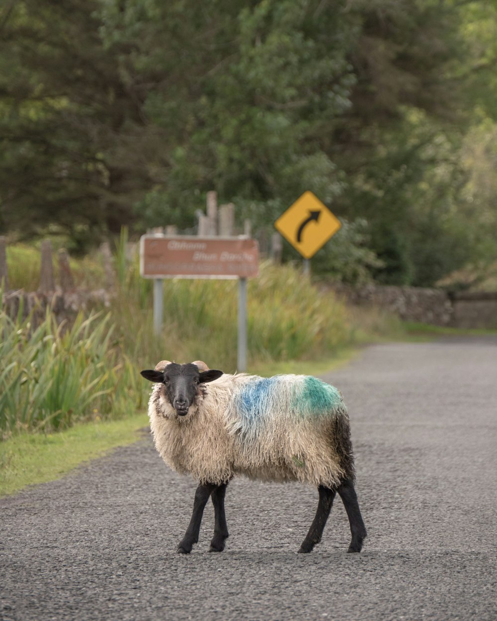 a sheep standing on the side of a road