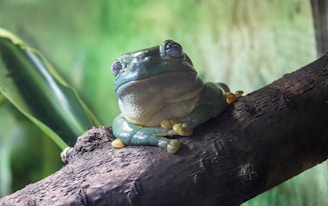 A frog with a glossy, green body sits calmly on a dark, textured branch. Its large, prominent eyes are wide open, and its limbs are relaxed against the rough surface. The background is a soft blur of green foliage, adding to the natural atmosphere.
