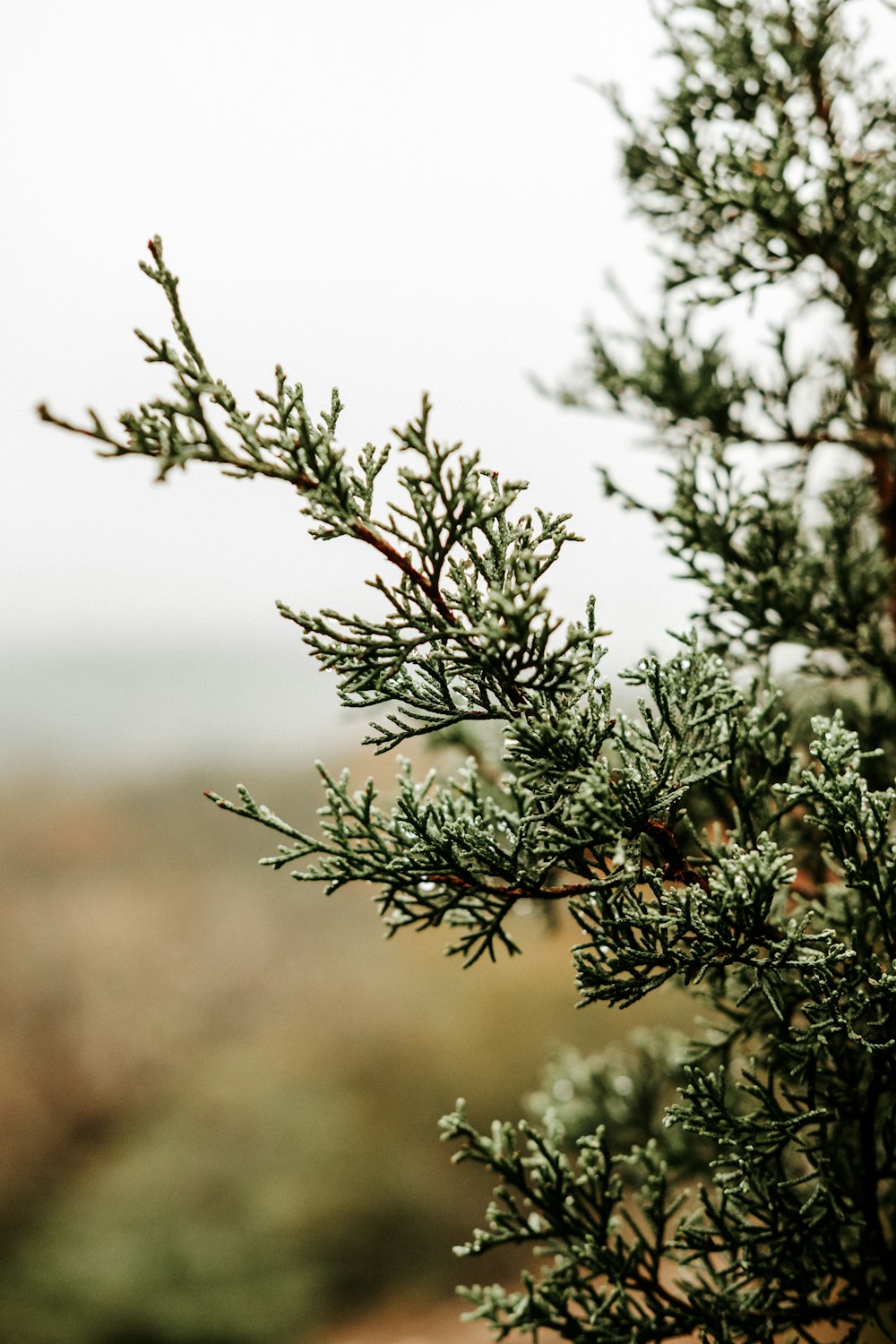 a close up of a pine tree with a blurry background