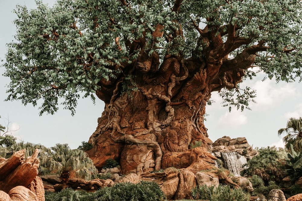 the tree of life at disney's animal kingdom