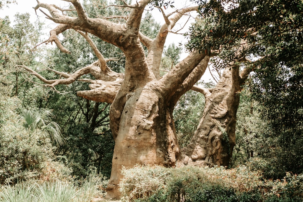 a group of trees that are standing in the grass