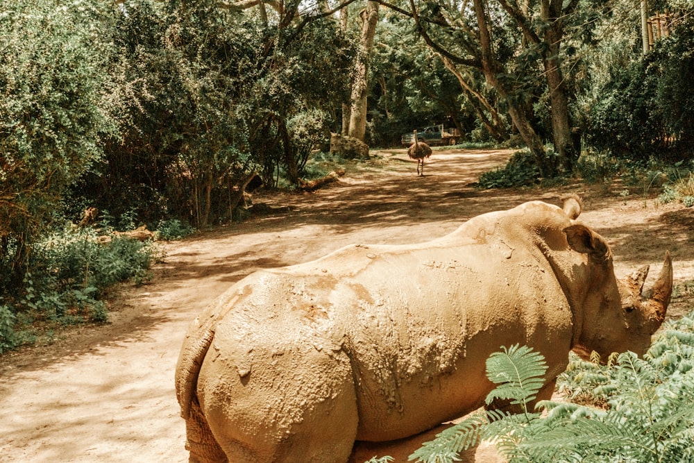 a rhino laying down on a dirt road