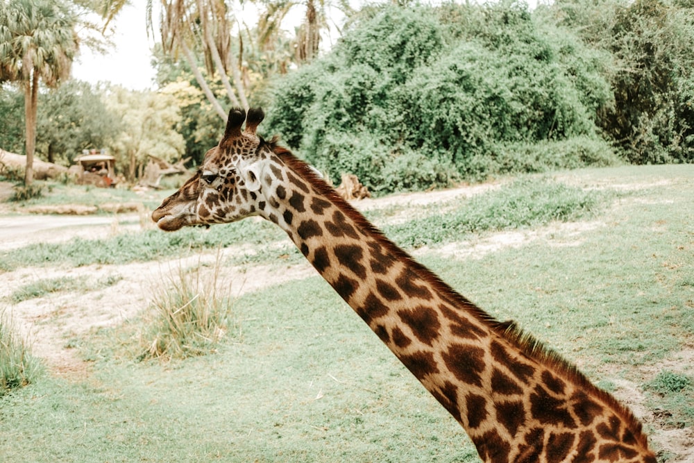 a giraffe is standing in a grassy field