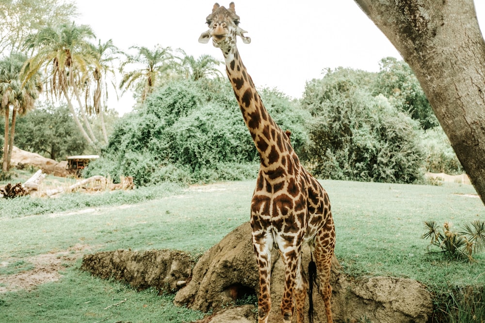 a giraffe standing next to a tree on a lush green field