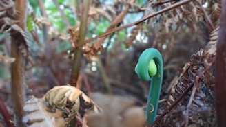 A close-up view of a young fern frond beginning to unfurl amidst a backdrop of older brown ferns. The bright green of the new fern contrasts with the surrounding dried foliage, suggesting a cycle of renewal in nature.