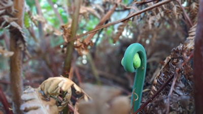 A close-up view of a young fern frond beginning to unfurl amidst a backdrop of older brown ferns. The bright green of the new fern contrasts with the surrounding dried foliage, suggesting a cycle of renewal in nature.