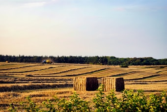 A vast field with neatly arranged rows of cut hay, bordered by a forest in the background. A blue tractor is active, producing round hay bales as it moves through the field. Two large bales, prominently displayed in the foreground, reflect a golden hue. The sky is clear with a few clouds, suggesting a calm and sunny day. Green shrubs line the bottom of the image.
