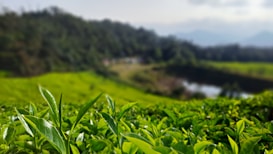 A lush green tea plantation with rows of bright green tea leaves in the foreground. The background features a blurry, forested hill with various shades of green, and a small body of water. The sky is partly cloudy, creating a calm and serene environment.