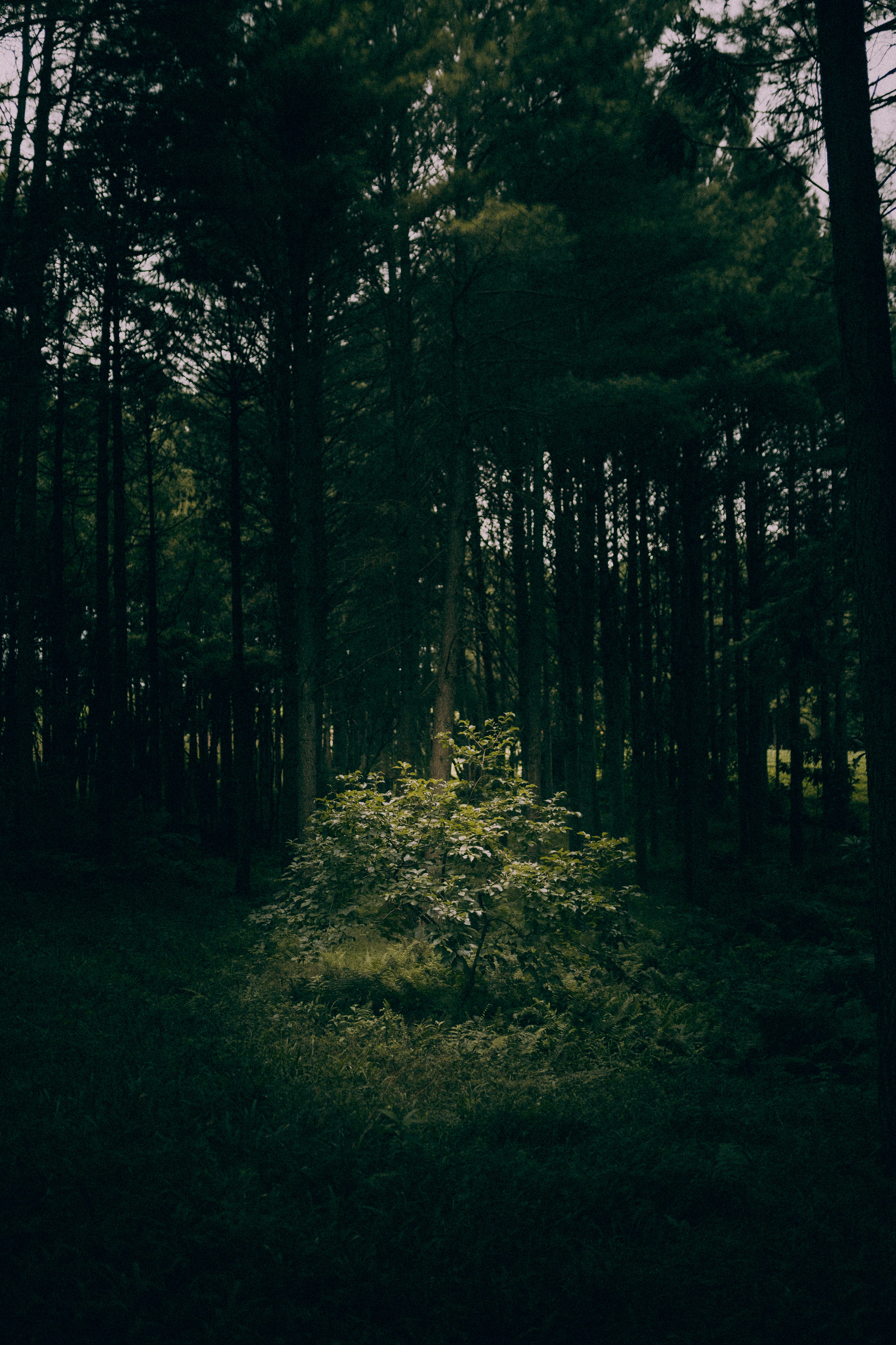 Photo by alexandermassph