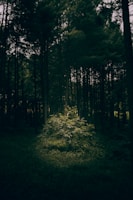 A serene forest clearing with light rays cutting through tall trees, evoking tranquility.