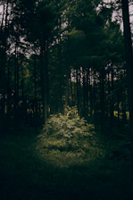 A calm forest clearing with soft sunlight filtering through tall trees, evoking reflection and growth.