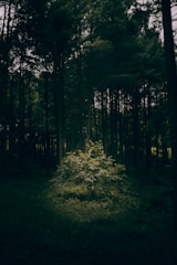 A serene forest clearing with a woman playing a shamanic drum near a campfire under tall trees.