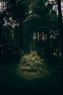 A calm forest clearing with soft sunlight filtering through tall trees, evoking reflection and growth.