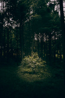 A serene forest clearing bathed in soft sunlight filtering through ancient trees, with a small altar of natural elements like stones, herbs, and candles.