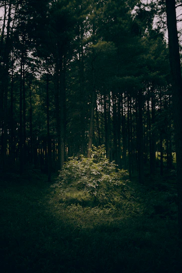 A serene forest clearing at dawn, with soft light filtering through ancient trees, evoking a sacred space.