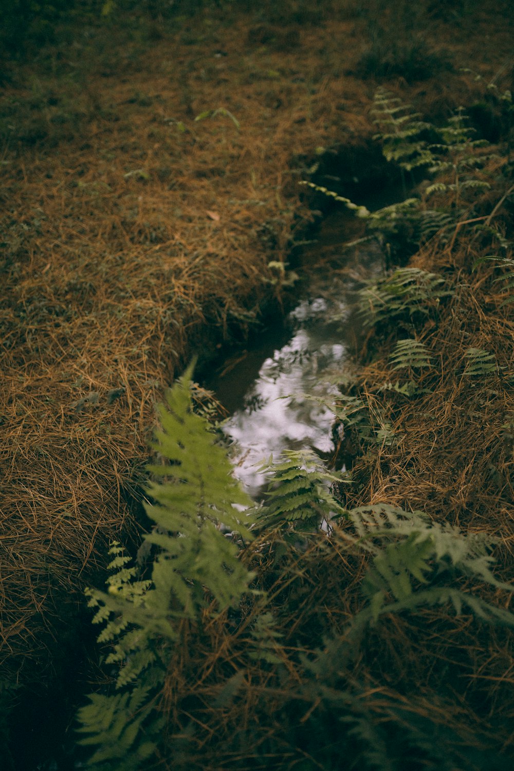 a stream running through a grass covered field