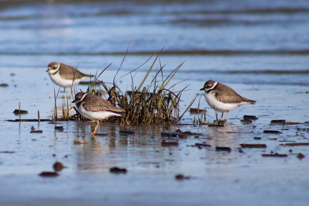 a group of birds standing on top of a sandy beach