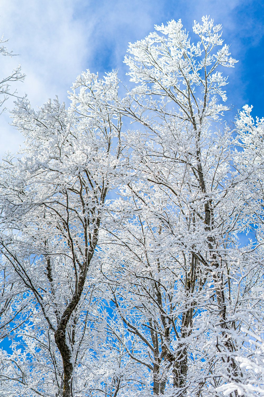 a group of trees covered in snow under a blue sky